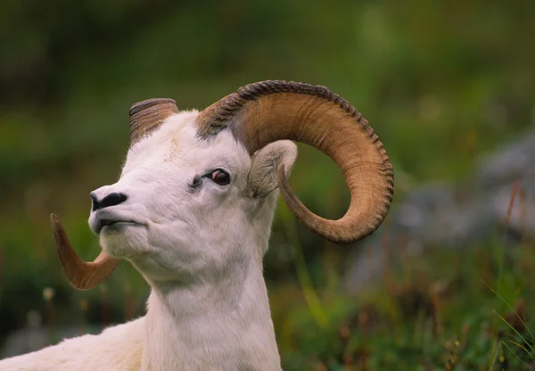 Dall schapen ram portret — Stockfoto