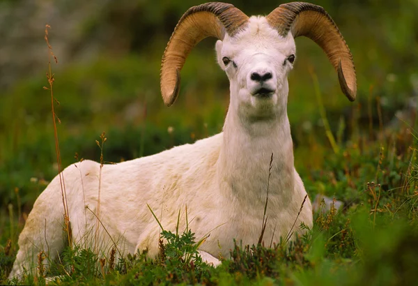 Dall 羊 ram — 图库照片