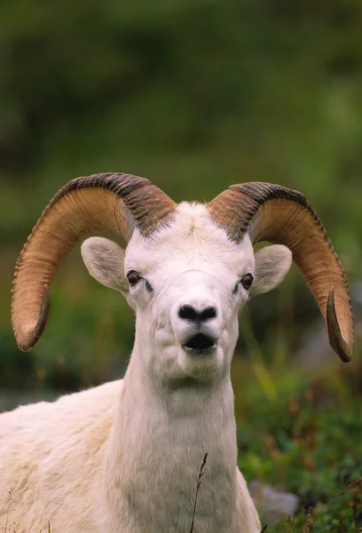 Πρόβατα Dall ram πορτρέτο — Φωτογραφία Αρχείου