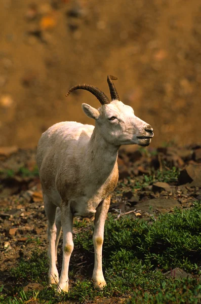 Dall Sheep Ewe — Stock Photo, Image