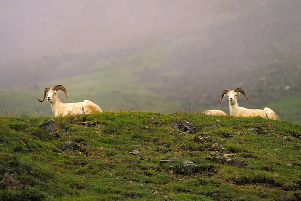 Dall koyunu rams — Stok fotoğraf