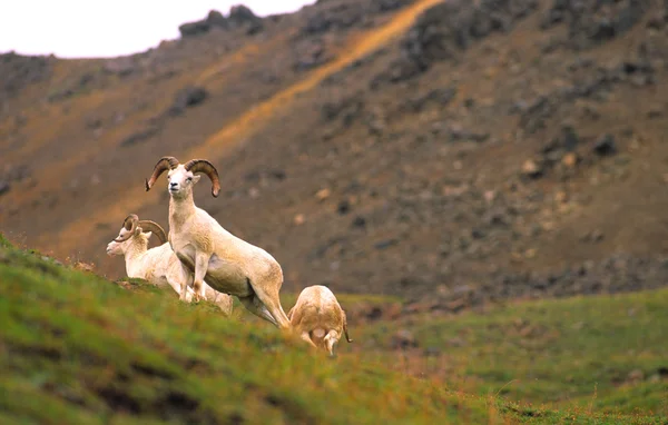 Dall schapen rammen — Stockfoto