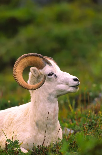 Dall koyunu ram — Stok fotoğraf