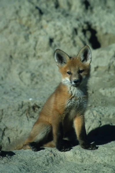 Red fox szczenię — Zdjęcie stockowe