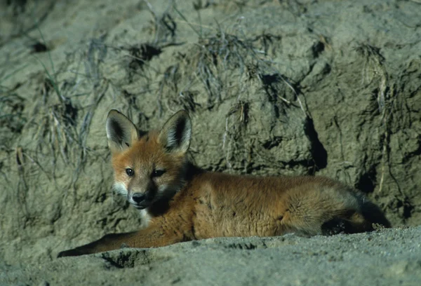 Štěně Red fox — Stock fotografie
