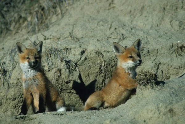 Красные лисы — стоковое фото