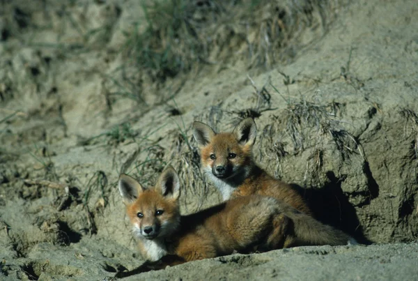 Κόκκινη αλεπού νεογνά — Φωτογραφία Αρχείου