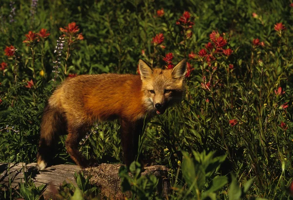 Štěně Red fox — Stock fotografie