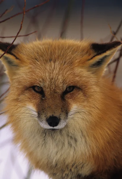 赤狐像 — ストック写真