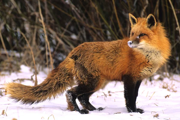 Rode vos in de sneeuw — Stockfoto