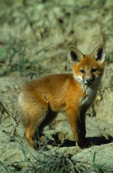 Κόκκινη αλεπού κουτάβι — Φωτογραφία Αρχείου