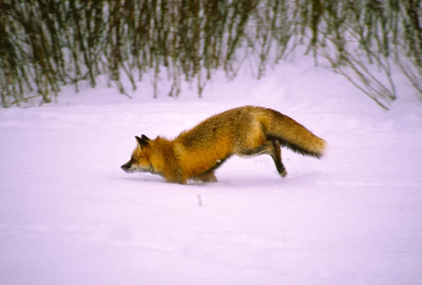 Κόκκινη αλεπού τρέξιμο στο χιόνι — Φωτογραφία Αρχείου