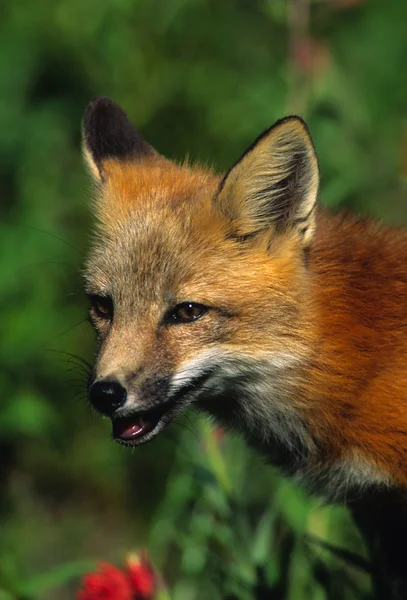 Red Fox Pup Retrato — Fotografia de Stock