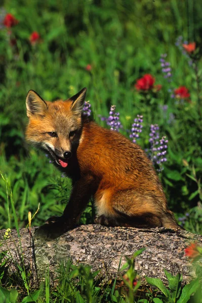红狐狸的小狗 — 图库照片