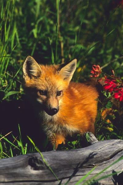 Κόκκινη αλεπού κουτάβι — Φωτογραφία Αρχείου
