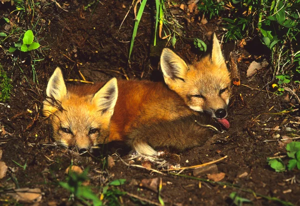 Red fox pups na den — Stock fotografie