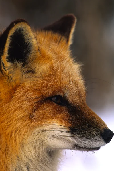 Πορτρέτο κόκκινη αλεπού — Φωτογραφία Αρχείου