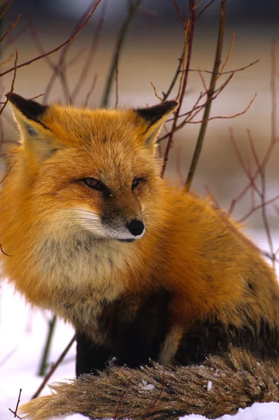 Kışın kızıl tilki — Stok fotoğraf