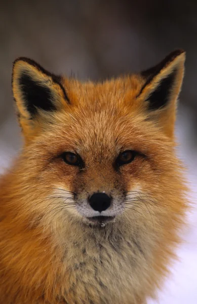 Red Fox Portrait — Stock Photo, Image