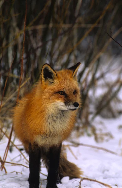 冬天的红狐 — 图库照片