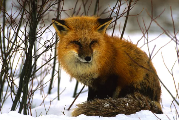 Red Fox in Winter — Stock Photo, Image