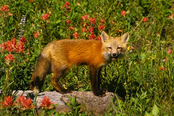 红狐狸的小狗 — 图库照片