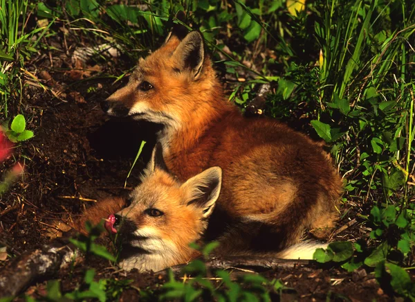 Red Fox Pups — Stockfoto