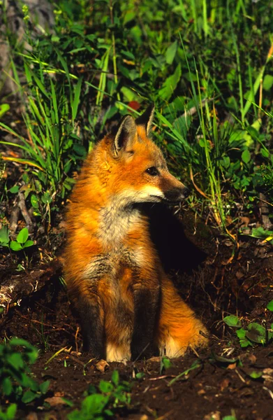 Red Fox Pup — Stock Photo, Image