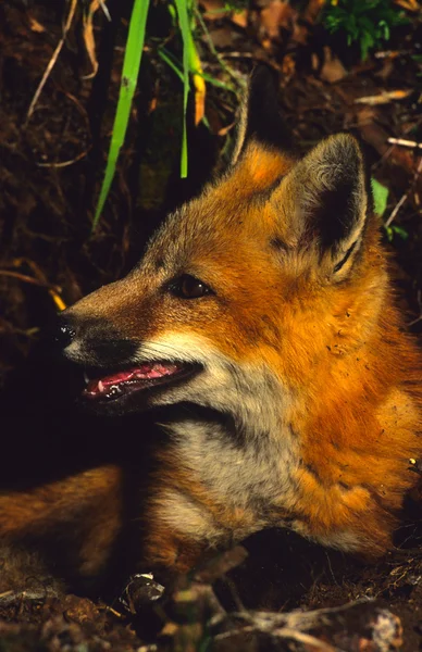 Красная лиса — стоковое фото