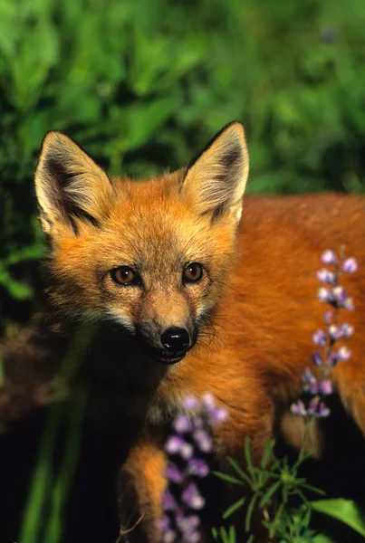 Portret psinka Red fox — Zdjęcie stockowe