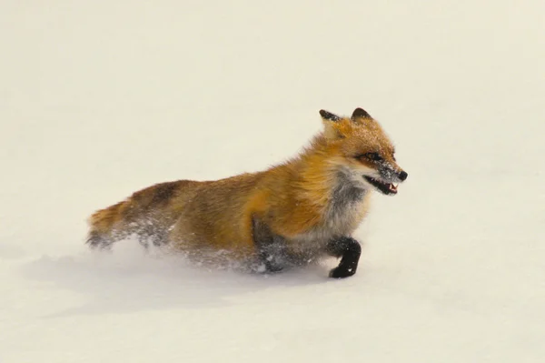 Zorro rojo corriendo en nieve —  Fotos de Stock
