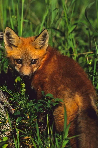 Cachorro raposa vermelha — Fotografia de Stock