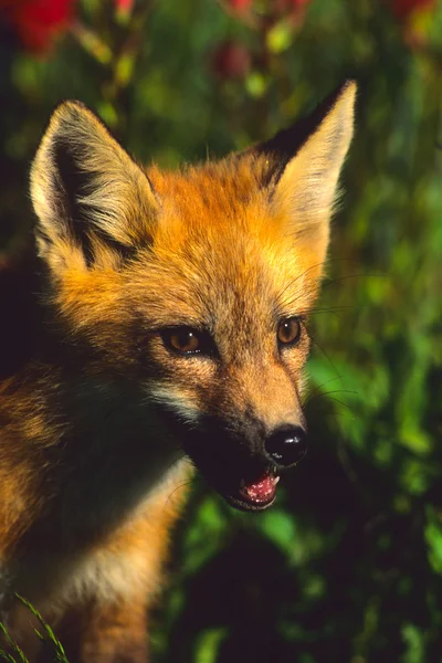 Κουτάβι πορτρέτο της κόκκινης αλεπούς — Φωτογραφία Αρχείου
