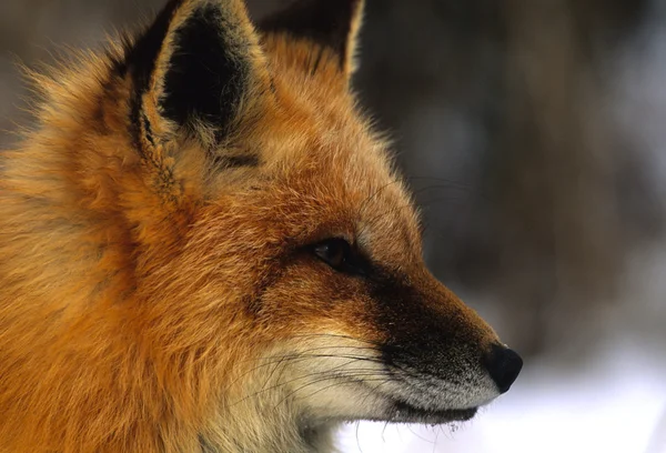 红狐肖像 — 图库照片