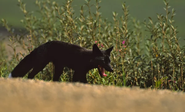 Red Fox Black faza — Fotografie, imagine de stoc