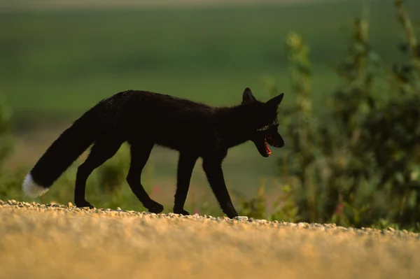 Red fox zwarte fase — Stockfoto
