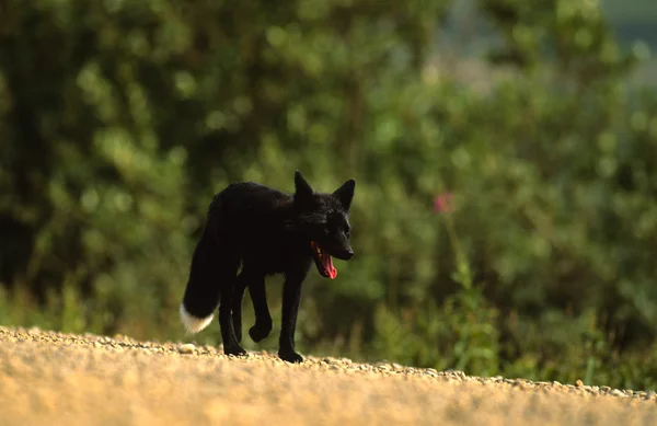 Чёрный лис — стоковое фото
