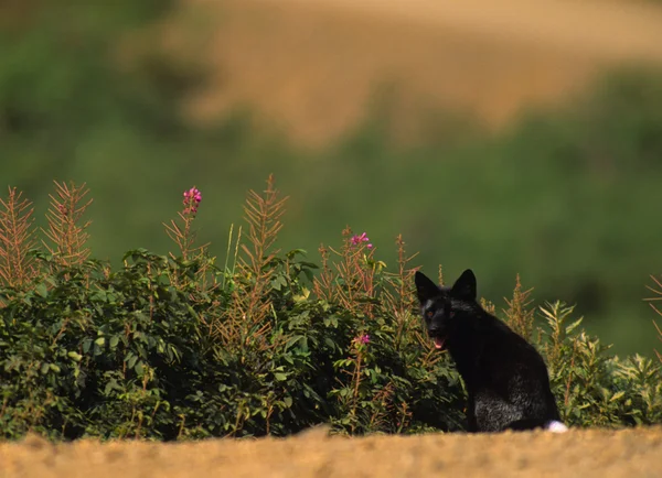 Red fox svart fas — Stockfoto
