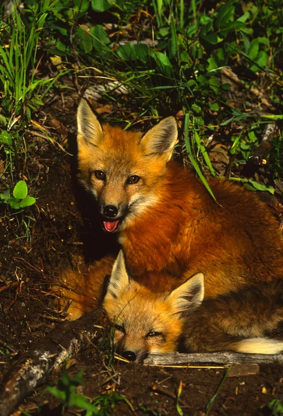 Красные лисы — стоковое фото
