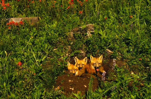 Red Fox Pups — Stock Photo, Image