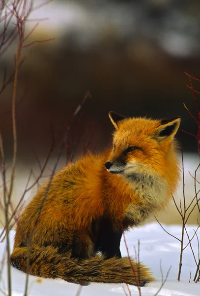 Рыжая лиса зимой — стоковое фото