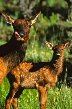 Cow and Calf Elk in Meadow clipart