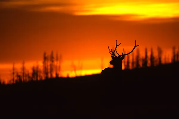 日没でヘラジカの雄牛 — ストック写真