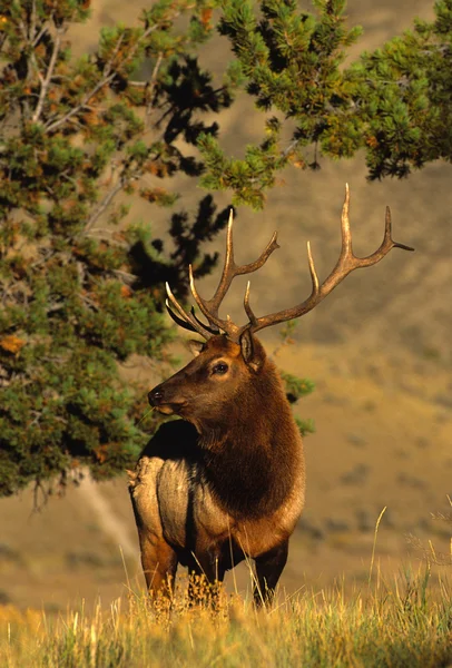 Bull Elk niityllä — kuvapankkivalokuva
