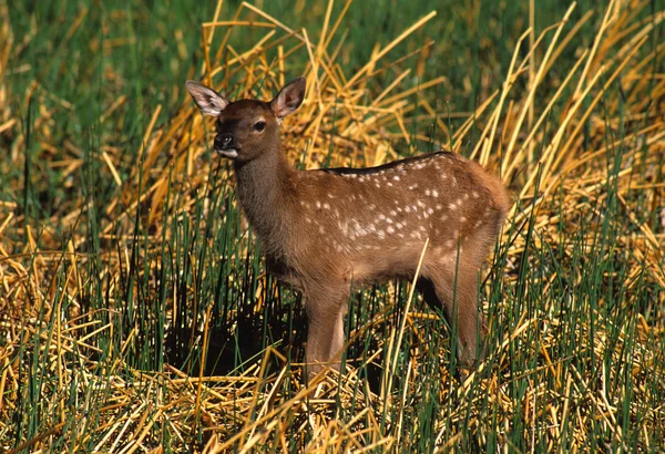 Calf Elk in Meadow — Stock Photo, Image