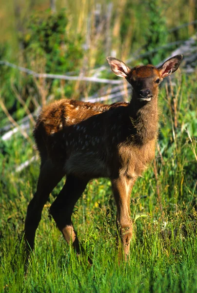 Calf Elk in Meadow — Stock Photo, Image
