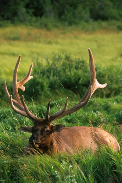 Bull Elk in Velvet — Stock Photo, Image