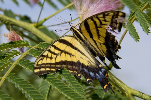 Mimosa Pink Bloom with Butterfly — Stock Photo, Image
