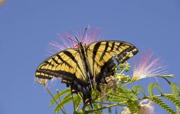Mimoza różowy kwiat z motyl — Zdjęcie stockowe