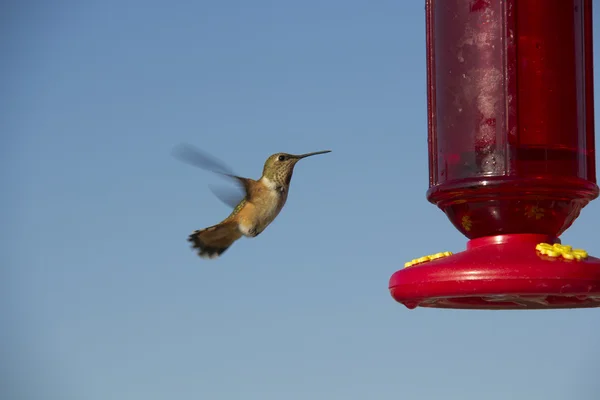 Koliber latający — Zdjęcie stockowe